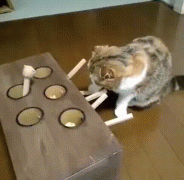 гифки-котэ-развлеки-себя-сам-3095261.gif