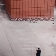 1464071530143219632.gif