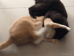 Кот-дебил.gif