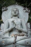 29646506-Gatto-che-dorme-sulle-ginocchia-statue-di-Buddha-Archivio-Fotografico.jpg