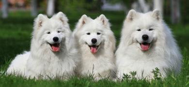my_dogs.jpg