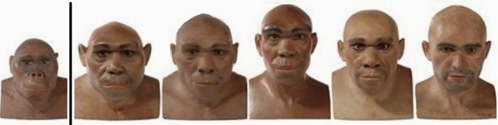 Эволюция ХОМО.jpg