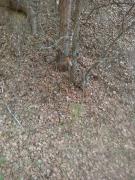 IMG_20200513_165433.jpg