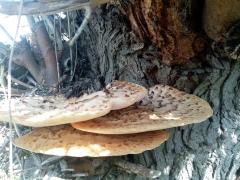 IMG_20210502_140418.jpg