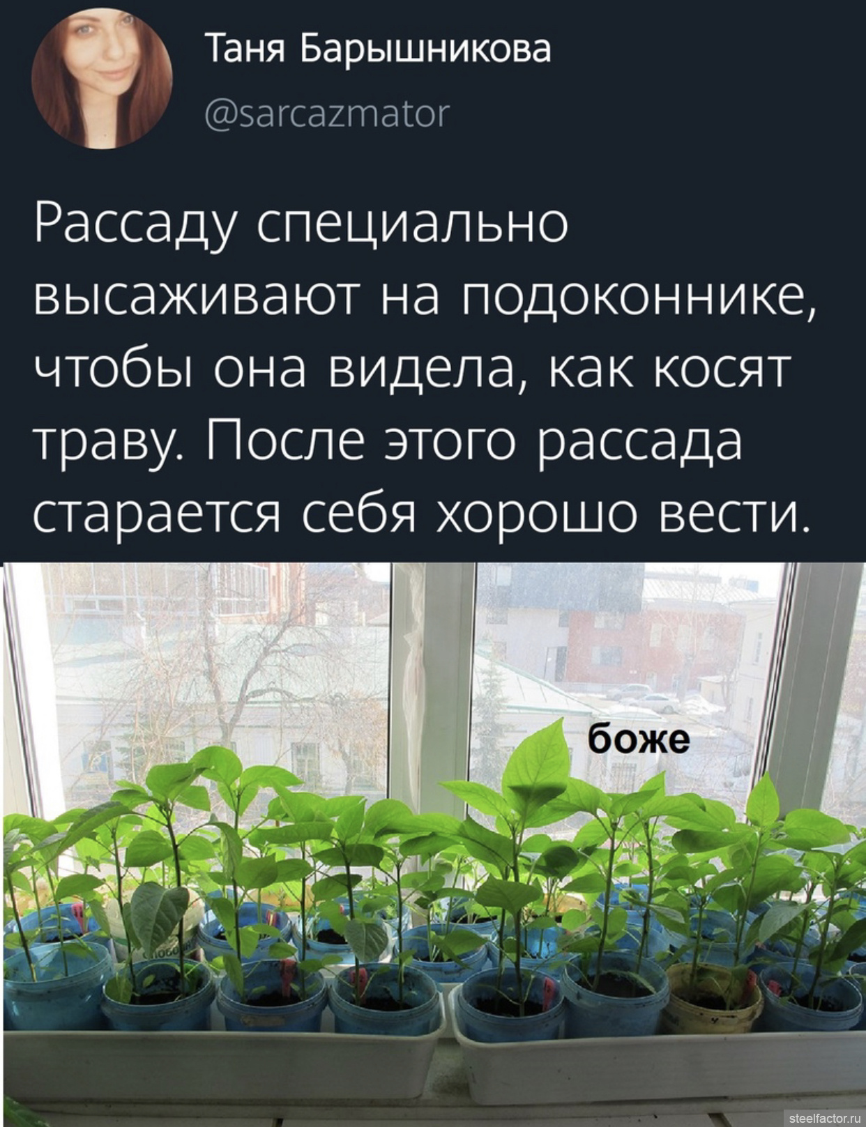 Приколы про рассаду картинки