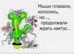 Мыши.jpg