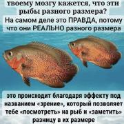 приколы-для-даунов-8928867.jpeg