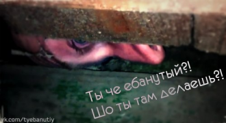 гифки-жопа-шмеля-Шмель-5536284.png