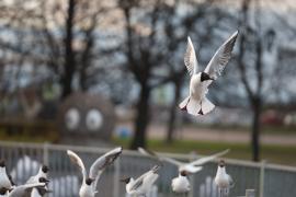 IMG_2209.JPG