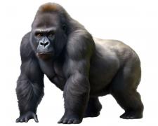 gorilla-side-view.jpg