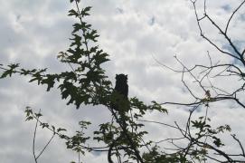 IMG_3172.JPG