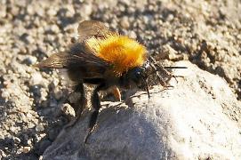 IMG_8973_1.jpg