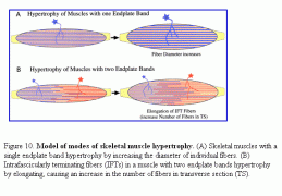 Model_of_skeletal_muscle_hypertrophy_02.gif