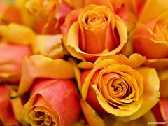 0_196b8_97bd234a_XL.jpg
