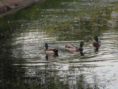 IMG_41851.jpg