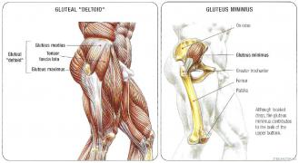 Gluteal_deltoid.jpg
