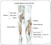 Iliopsoas_flexor_muscles_of_the_hip_01.jpg