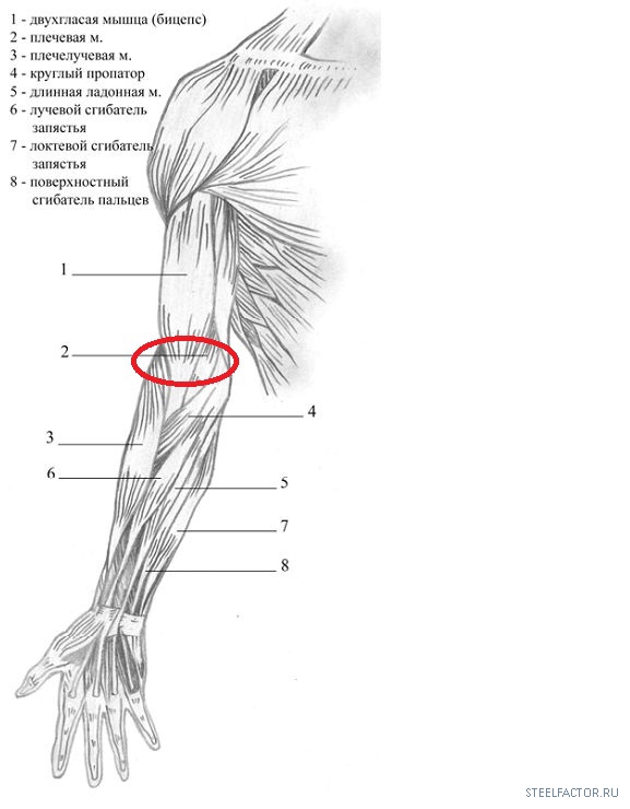 Мышцы плеча и предплечья рисунок с подписями