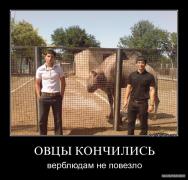 овцы.jpg