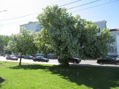 IMG_9852.jpg