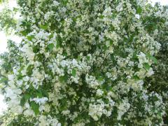 IMG_9858.jpg