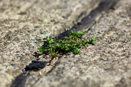 IMG_2234.JPG
