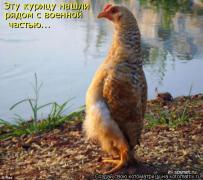 смешная-курица-котоматрица-34896.jpeg
