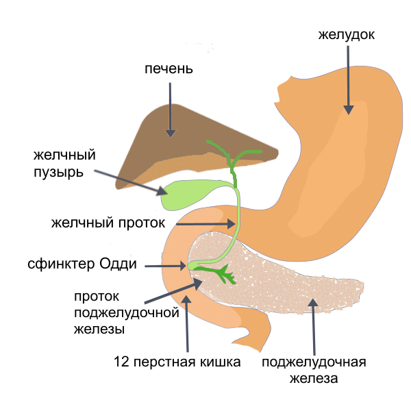 Зачем ребенку врач назначает тюбаж?