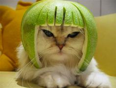 limecat.jpg