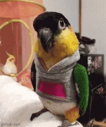 parrot-hoodie-cute-gif-2104694.gif