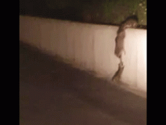 гифки-еноты-3173129.gif