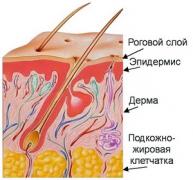 kozja-stroenie.jpg