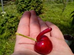 IMG_20160617_130247.jpg