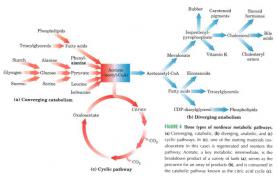 metabolism.JPG