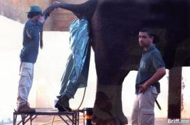 Work-Pressure-5-Elephant.jpg
