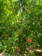 IMG_20200610_130550.jpg