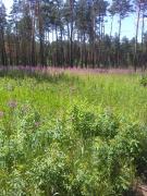 IMG_20200624_124248.jpg