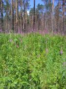 IMG_20200624_124718.jpg