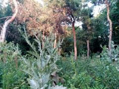 IMG_20200624_192928.jpg