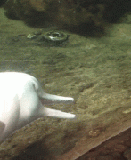 12.gif