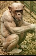 1671360879_2-poknok-art-p-lisaya-gorilla-3.png