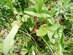 IMG_20240627_130138_140.jpg