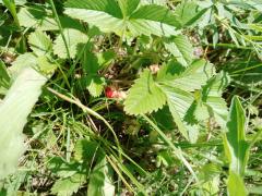 IMG_20240627_130120_271.jpg