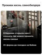 twitter-интернет-свинья-8936203.jpg