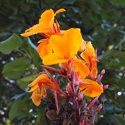 600px_Canna___Pacific_Beauty___Flowers_Closeup_1800px.jpg