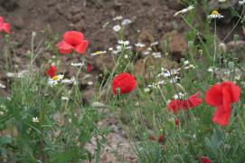 IMG_3311.JPG
