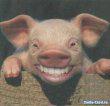 thm_pic_2007_03_09_101630.jpg
