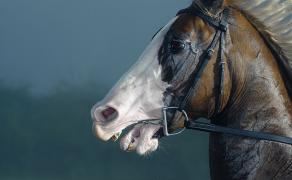 24_12_2007_0116216001198496480_tim_flach.jpg