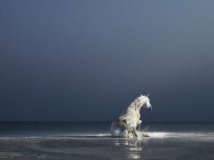 24_12_2007_0922140001198496480_tim_flach.jpg