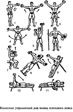 Комплекс упражнений для мышц рук и плечевого пояса. Силовые упражнения для мышц верхнего плечевого пояса. Комплекс упражнений для верхнего плечевого пояса. Общеразвивающих упражнений для мышц рук и плечевого пояса.